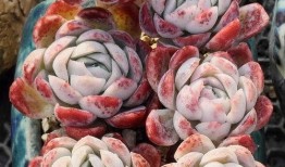 网友爆料多肉视频大全集,网友爆料，养肉秘籍大公开！